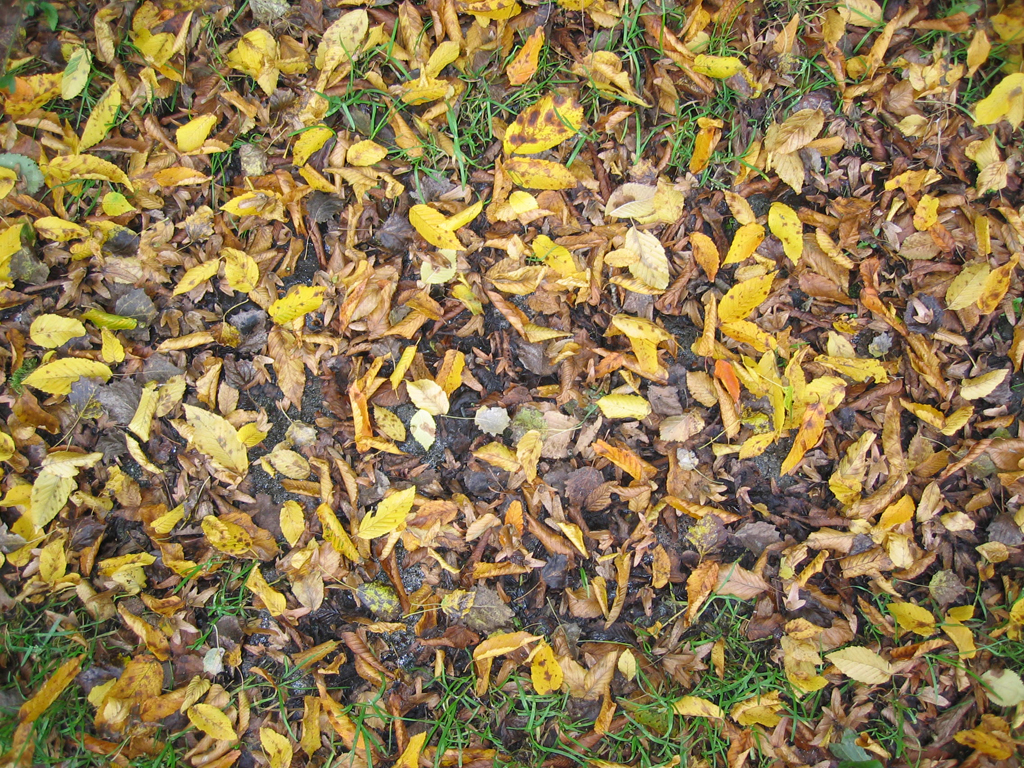 1040-herfstbladeren_0115-p1024